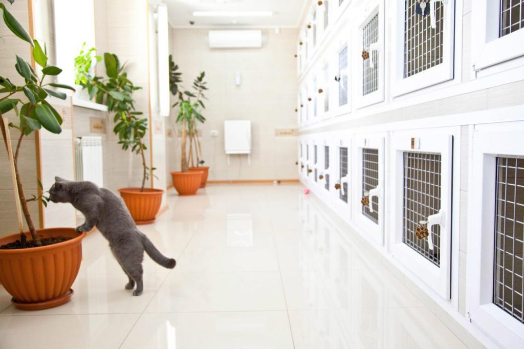 Бизнес-план гостиницы для животных – как открыть, анализ рынка, сроки окупаемости