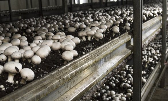 бизнес по выращиванию грибов