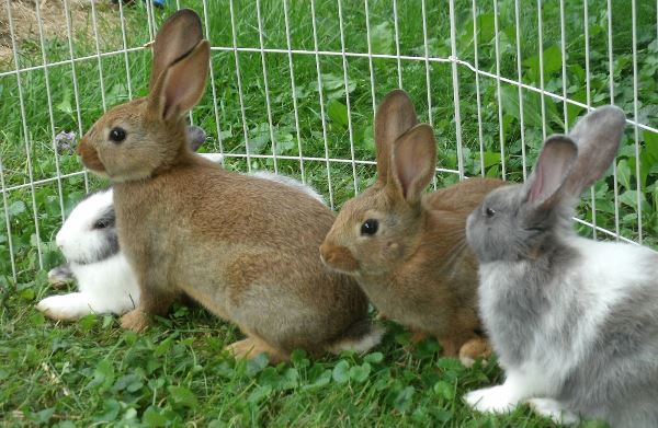 бизнес по разведению кроликов